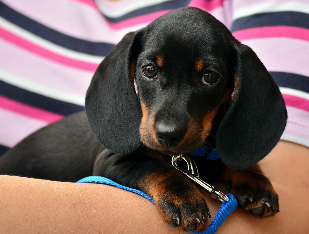 dachshund puppy pet canine animal 1519374