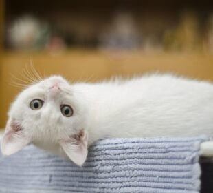 kitten white cat cute domestic 1285341