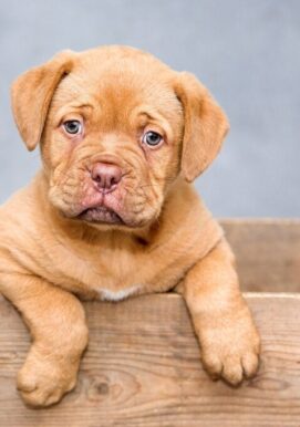 puppy dog pet cute brown dog 1047521